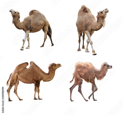 Camels isolated on white