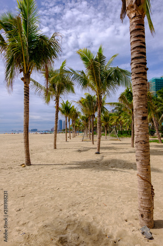 coconut tree on the beach © WS Studio 1985