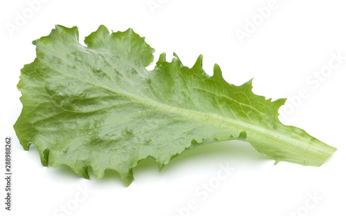 Close up studio shot of fresh green endive salad leaf isolated on white background.