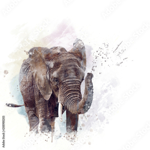 Elephant Head watercolor