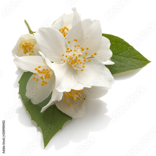 Jasmine flowers isolated on white background cutout