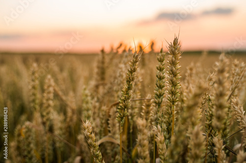 Wheat field. Golden ears of wheat on the field. Background of ripening ears of meadow wheat field. Rich harvest. Agriculture of natural product.