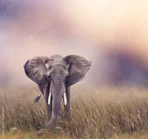 African Elephant in the grassland