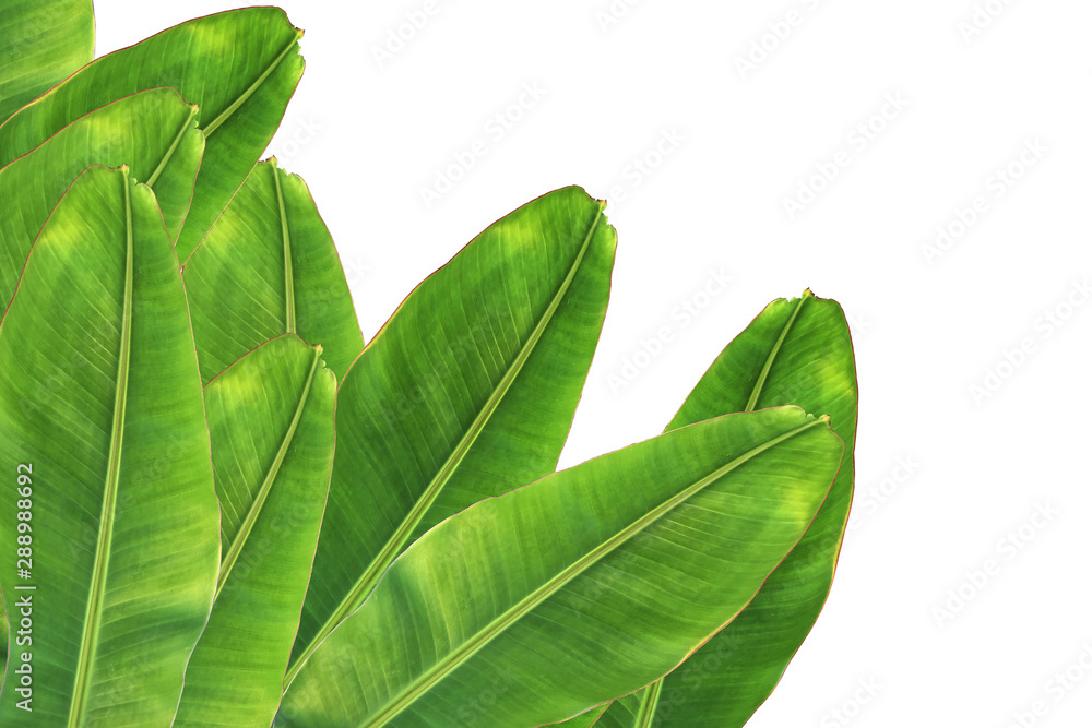 Obraz premium banana leaf on white background.