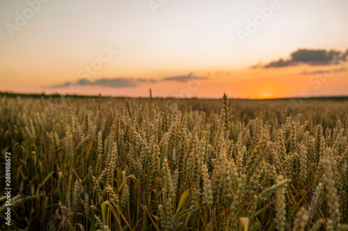Wheat field. Golden ears of wheat on the field. Background of ripening ears of meadow wheat field. Rich harvest. Agriculture of natural product. © Volodymyr