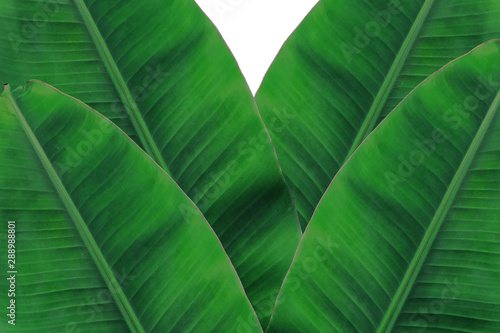 banana leaf on white background.