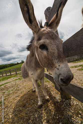 Curious Mule