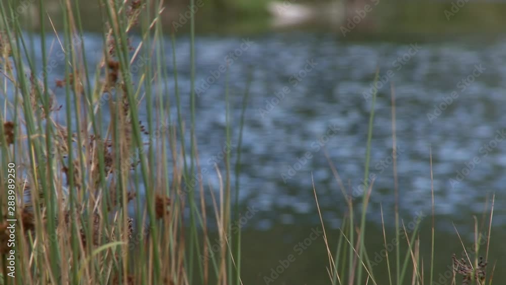 Tracking shot of large body of water and reeds growing from around the shore