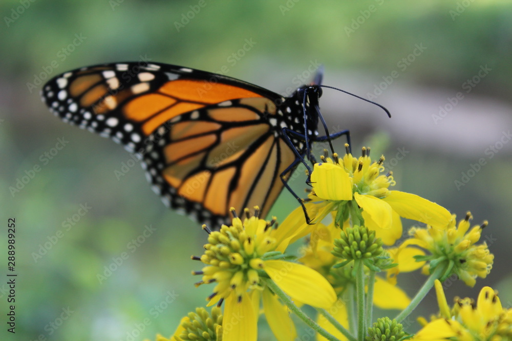 Obraz premium butterfly on flower