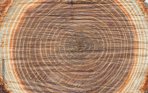 Wood texture. Birch bark. Background.
