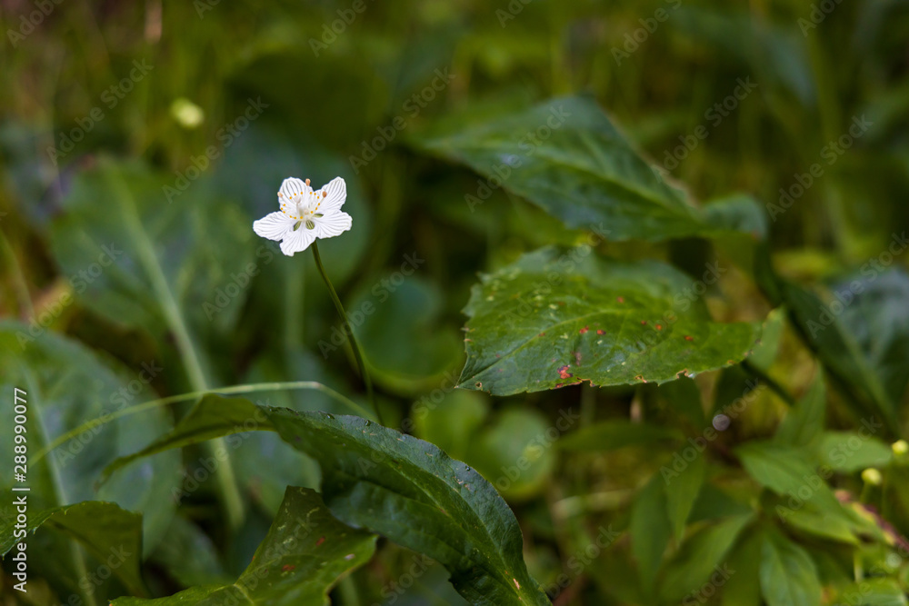 Grass of Parnassus, wildflower close-up Grass of Parnassus, wildflower close-up