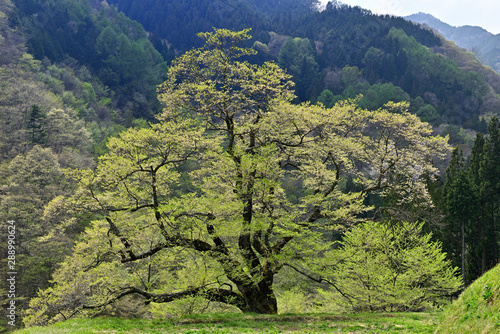 新緑の駒繋ぎの桜 © benisidarezakura