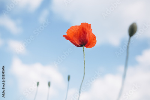 red poppy field  spring flower of red color blooming