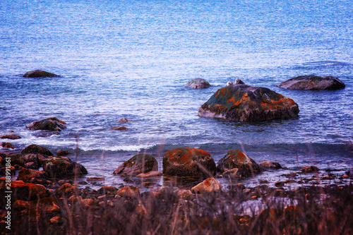 Seals relaxing on rock photo