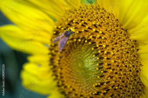 close up of bee on a sunflower