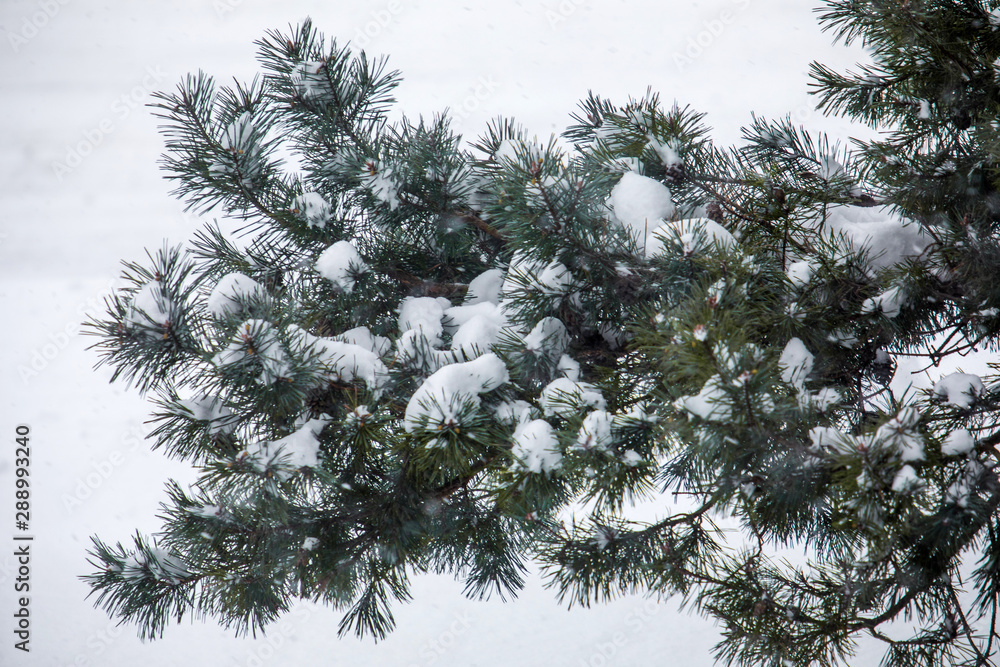 Obraz premium Pine Tree Branches Covered in Snow