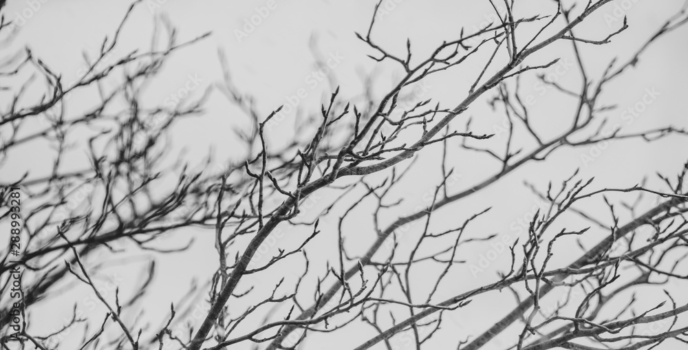 Bare Tree Branches in Winter Art