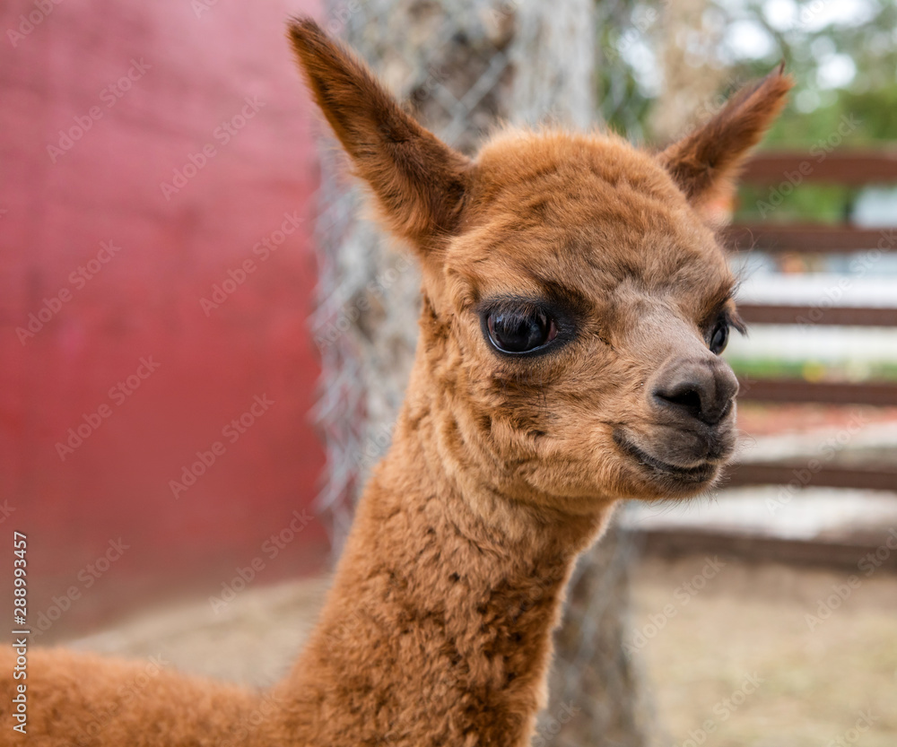Obraz premium Baby Alpac on Farm Cria
