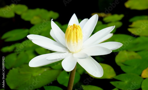 Closeup    of    a    white    lotus    flower   s    with    green    leaf    in    the    pond.