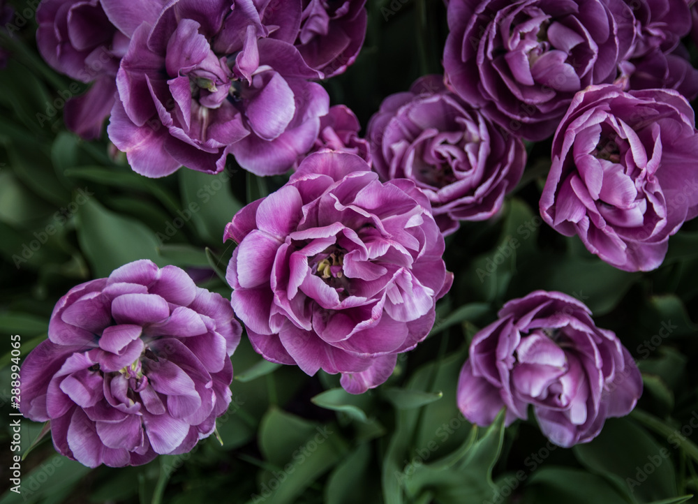 Purple Tulip Flowers