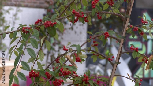 Panshot of outdoor garden, focused on tree being supported by long stick and growing small, red berries photo