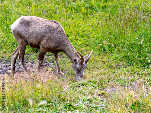 chèvre des montagnes qui mange