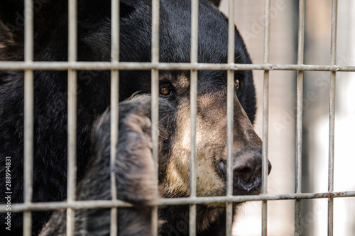 Black Bear In Cage