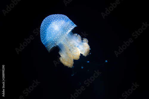 Spotted Jellyfish  photo