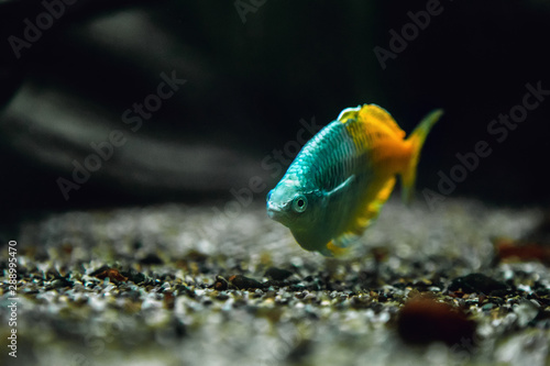 Boeseman Rainbow Tropical Fish in Water