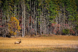 A lone bull elk wanders across the fall landscape of Cataloochee Valley, Tennessee searching for a mate.