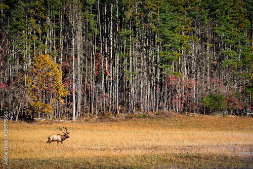 A lone bull elk wanders across the fall landscape of Cataloochee Valley, Tennessee searching for a mate. photo