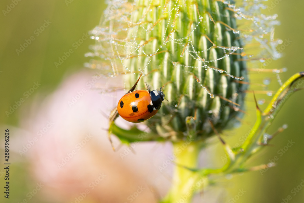 ladybug ladybug