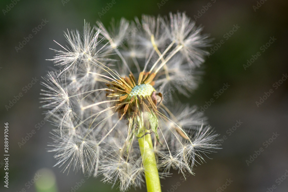 Dandelion