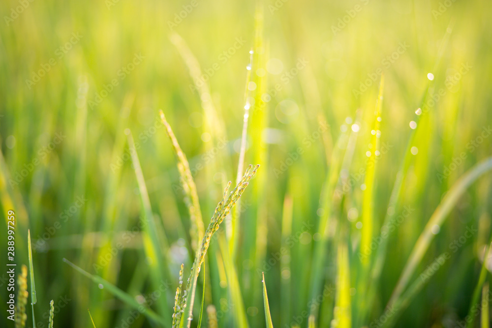 The beauty of Thailand rice, beautyfull background. field, paddy, rice field farm, View of Young rice, The beauty of Thailand rice, beautyfull background. field, paddy, rice field farm, View of Young rice,