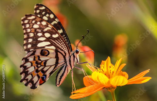 Canvas Print lime butterfly macro on yellow cosmos flower