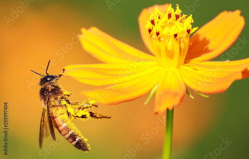 honey bee macro photography 