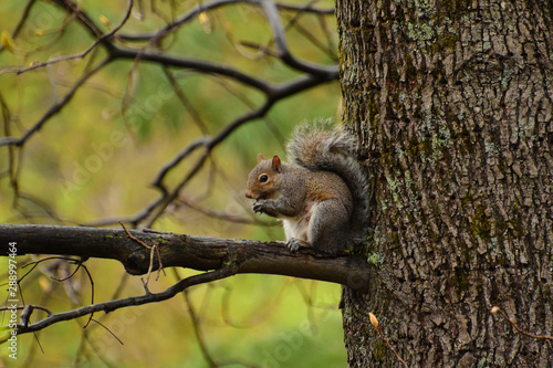 Squirrel3 © David M. Hammonds