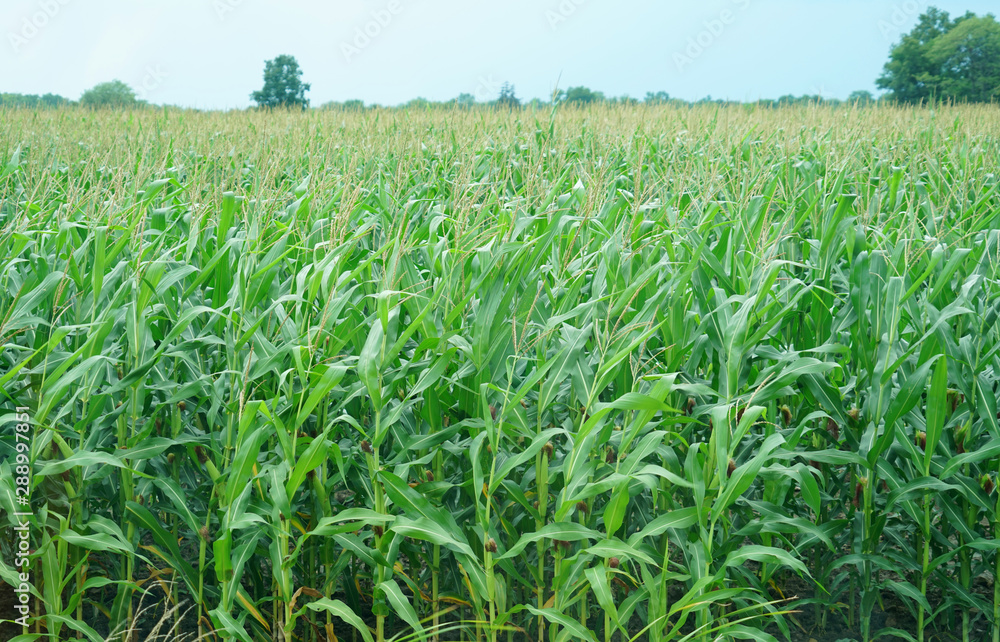 corn field in the farm