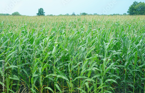 corn field in the farm