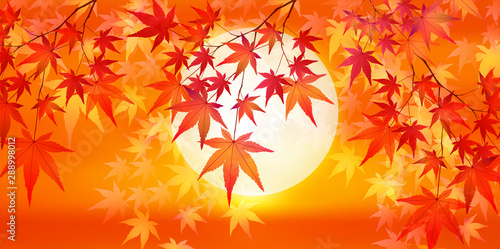 紅葉　もみじ　葉　背景 