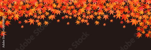 紅葉　もみじ　葉　背景 