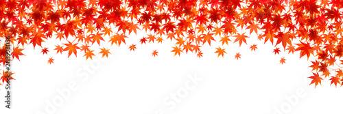 紅葉　もみじ　葉　背景 