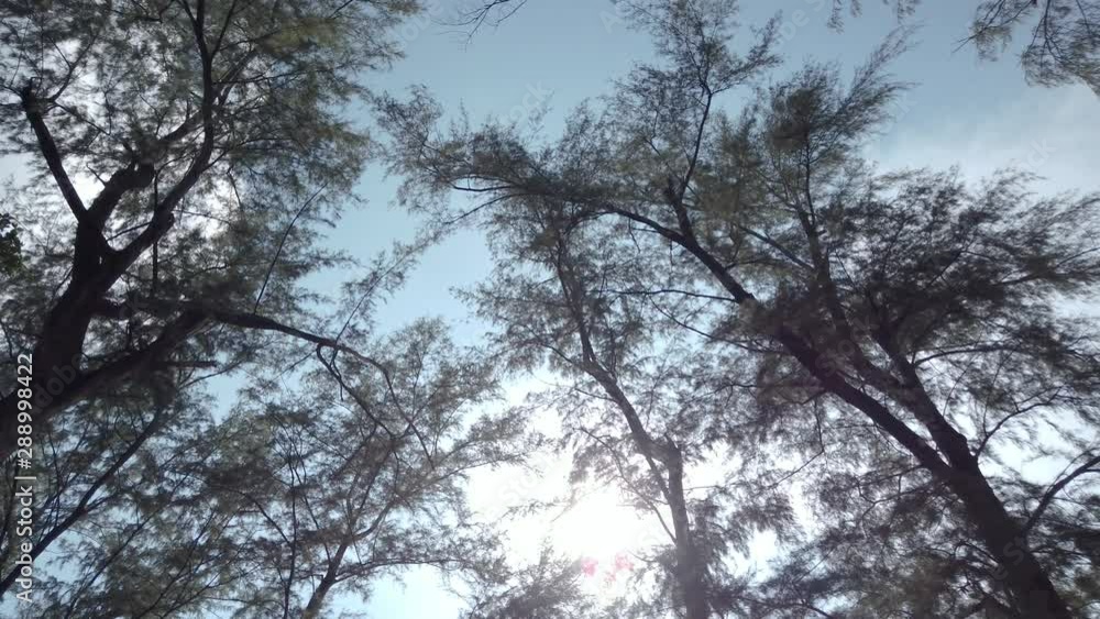 Landscape view up to the sky with view of sea pine tree while walking through it in the park near the beach, Phuket, Thailand in 4k UHD video Landscape view up to the sky with view of sea pine tree while walking through it in the park near the beach, Phuket, Thailand in 4k UHD video