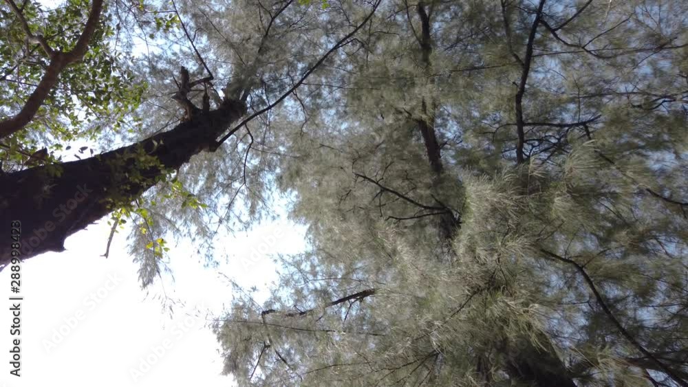 Landscape view up to the sky with view of sea pine tree while walking through it in the park near the beach, Phuket, Thailand in 4k UHD video Landscape view up to the sky with view of sea pine tree while walking through it in the park near the beach, Phuket, Thailand in 4k UHD video