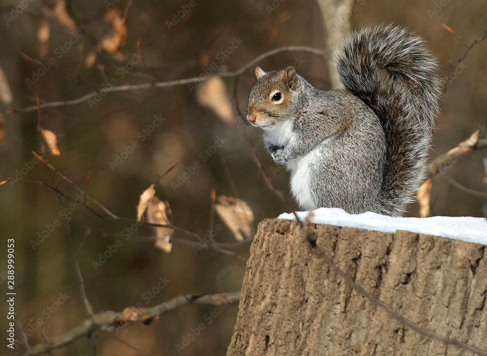 Fototapeta premium Eastern Gray Squirrel