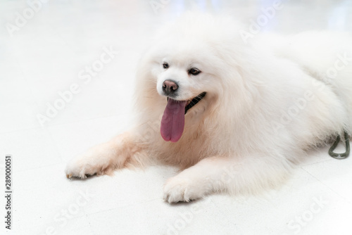 Cute white fluffy Chow Chow young dog, laying down half side ways looking at camera and showing red tongue.
