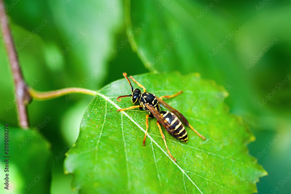 Yellow Jacket Wasp Insect on Green Leaf Yellow Jacket Wasp Insect on Green Leaf