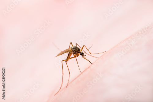 Dangerous Dengue Infected Mosquito Skin Bite. Leishmaniasis, Encephalitis, Yellow Fever, Dengue, Malaria Disease, Mayaro or Zika Virus Infectious Culex Mosquito Parasite Insect Macro.