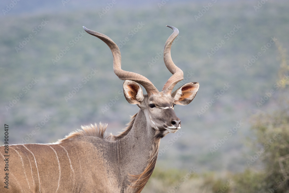 Fototapeta premium Trophy Kudu bull in plain sight.