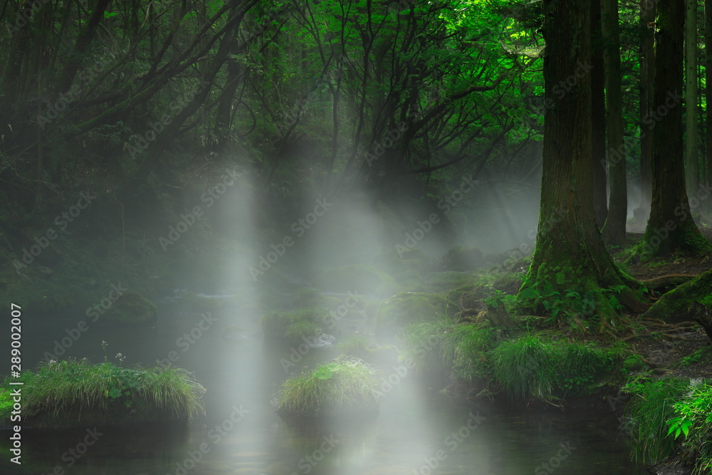 Fototapeta premium 夏の元滝伏流水